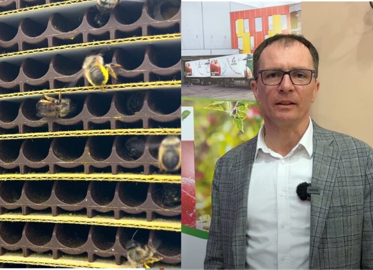 Rote Mauerbiene ist für den Anbau von Süßkirschen notwendig – Paweł Pączka, Galster – Artikel